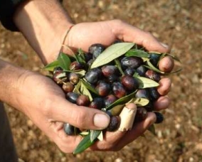 PDO Olive Oil “Terra d’Otranto”